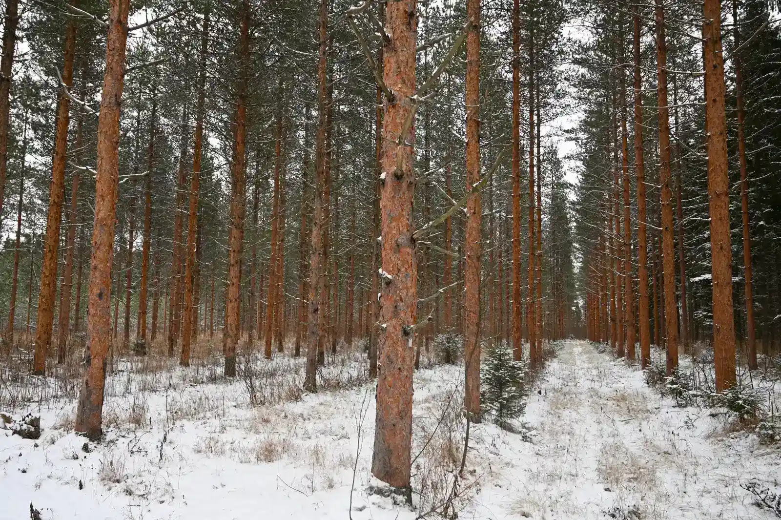 Aries – The Scots Pine, Fierce Survivor of Harsh Hillsides (File received directly from author, CC BY-SA 4.0)