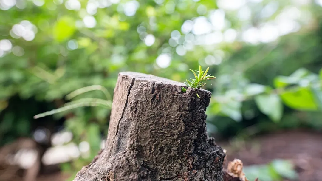#9 - Stumps Can Date Viking Settlements Down to the Exact Year (Image Credits: Unsplash)