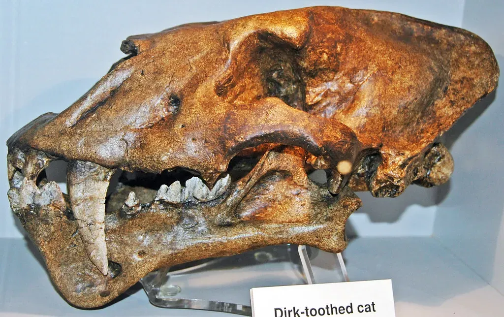 #8 - They Were More Successful Than Their Fossils Suggest (James St. John, Flickr, CC BY 2.0)