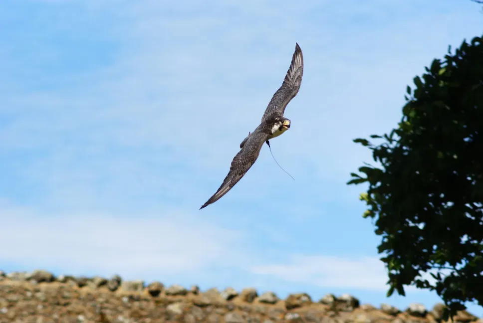 #3 - Its Eyes Stay Open in 200+ MPH Wind (Peter G Trimming, Flickr, CC BY 2.0)