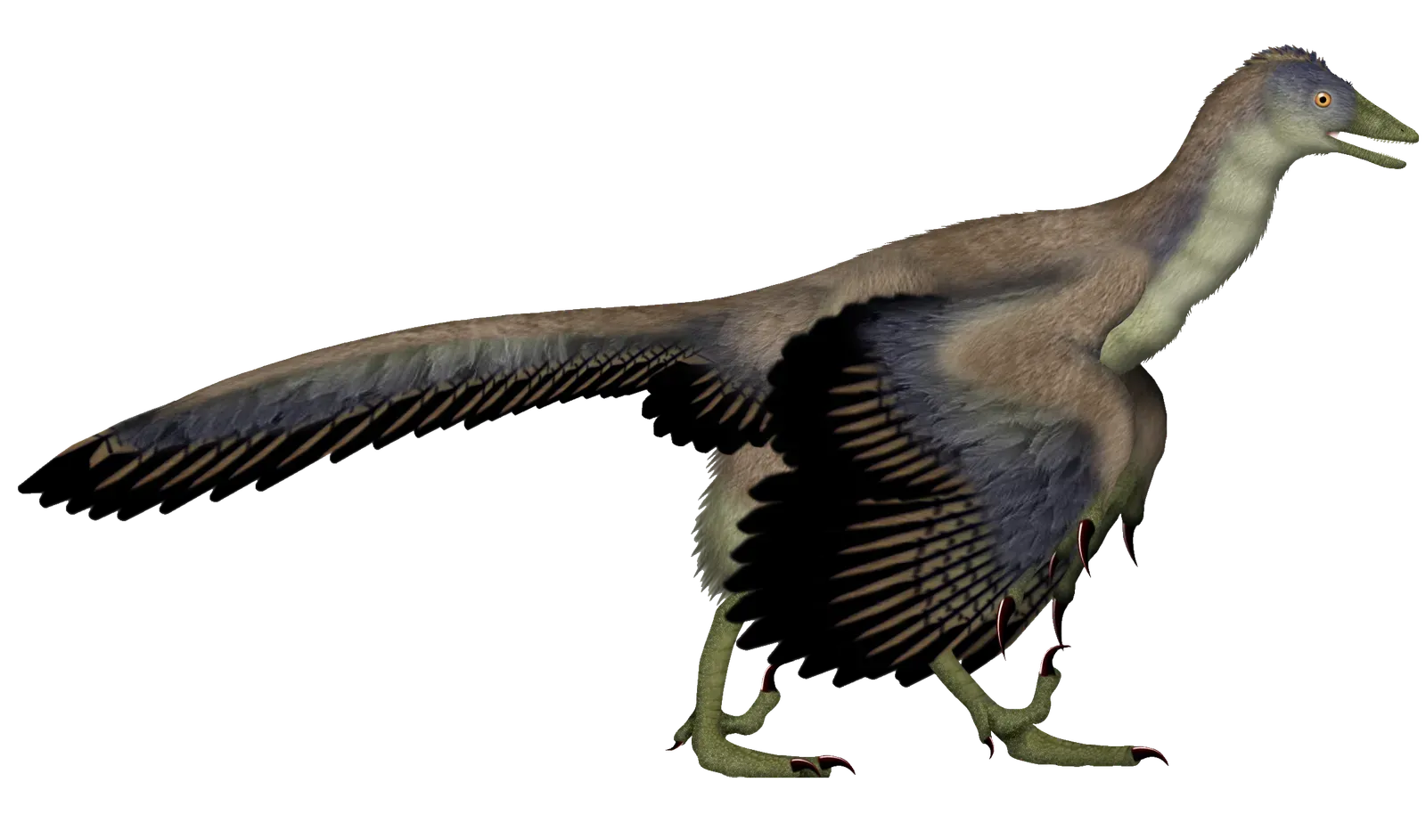 Archaeopteryx: The Original Bird Dinosaur (Image Credits: Wikimedia)