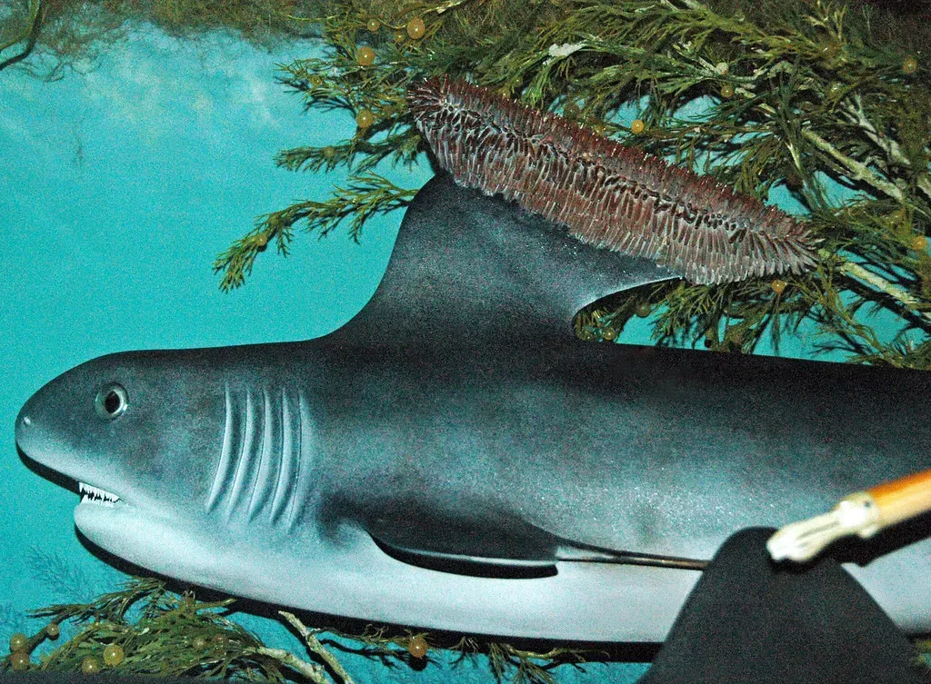 #9 - Stethacanthus's Anvil-Shaped Fin (James St. John, Flickr, CC BY 2.0)
