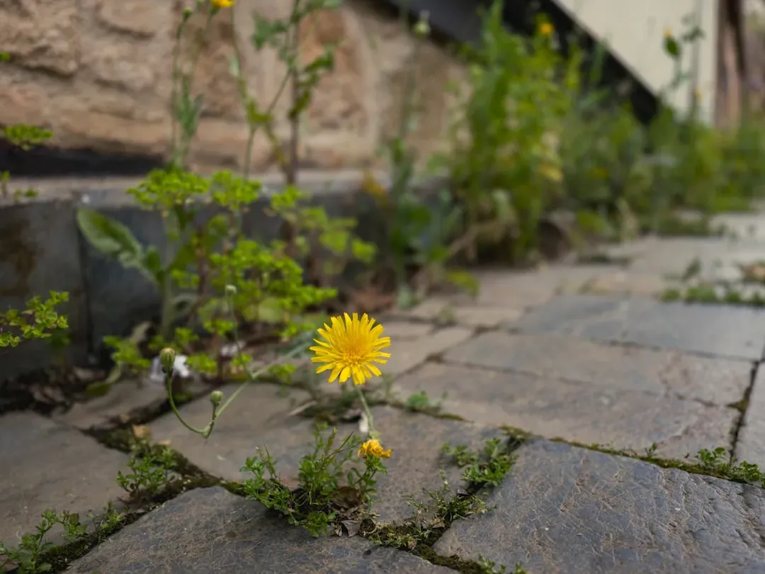 #1 Dandelions: The Cheerful Street Survivors (Image Credits: Unsplash)