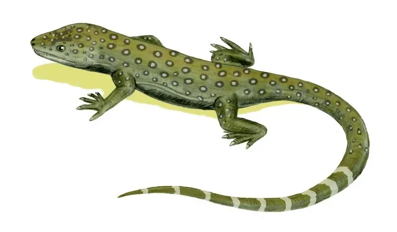 Milleretta: The Quiet Anapsid That Time Forgot (By Nobu Tamura (http://spinops.blogspot.com), CC BY 2.5)