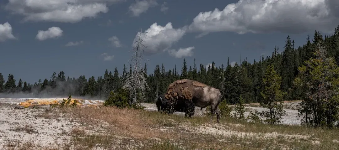 Grassroots Conservation and Public Engagement (Image Credits: Unsplash)