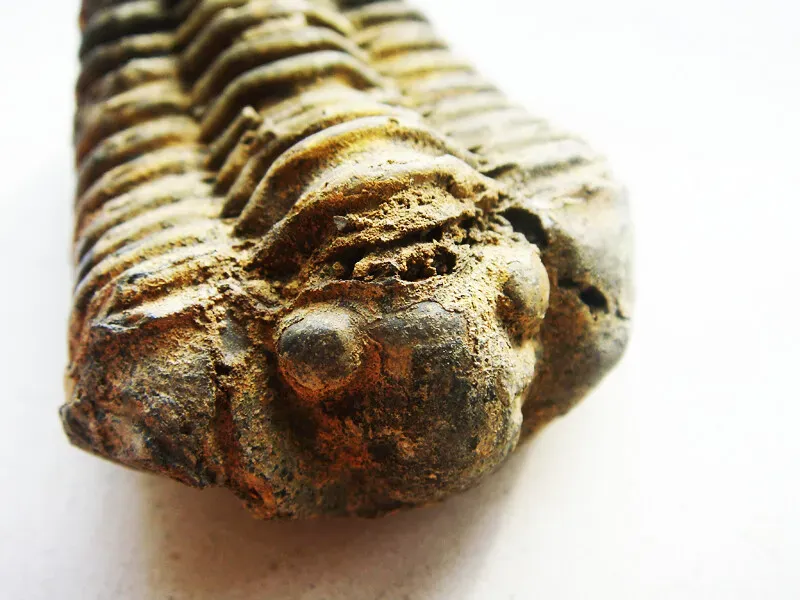 #10 - The Trilobite With A Shockingly Modern Eye (J. Coelho, Flickr, CC BY 2.0)