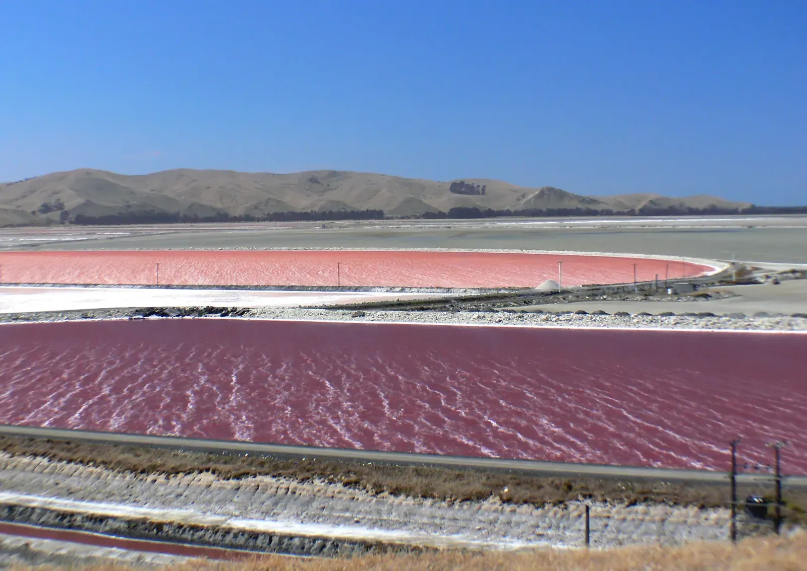 Modern Microbes as Clues: Purple Life Still Exists Today (Solar salt ponds NZ., CC0)