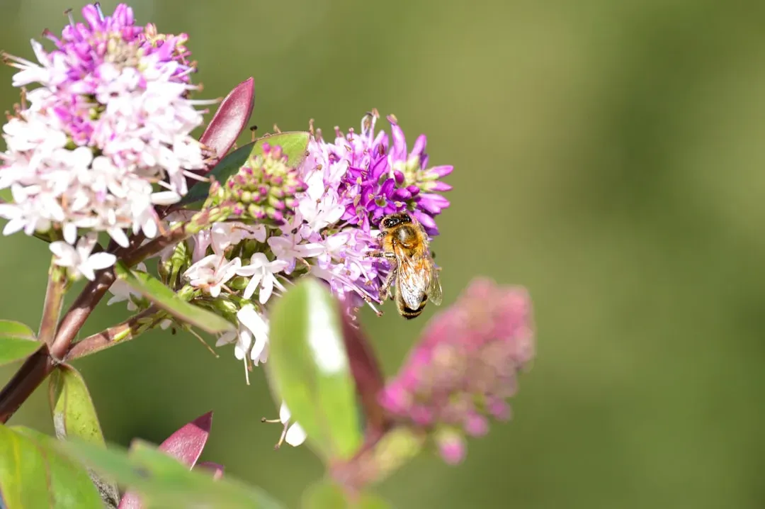 Flowering Plants and Insects Evolved Together in a Remarkable Partnership (Image Credits: Unsplash)