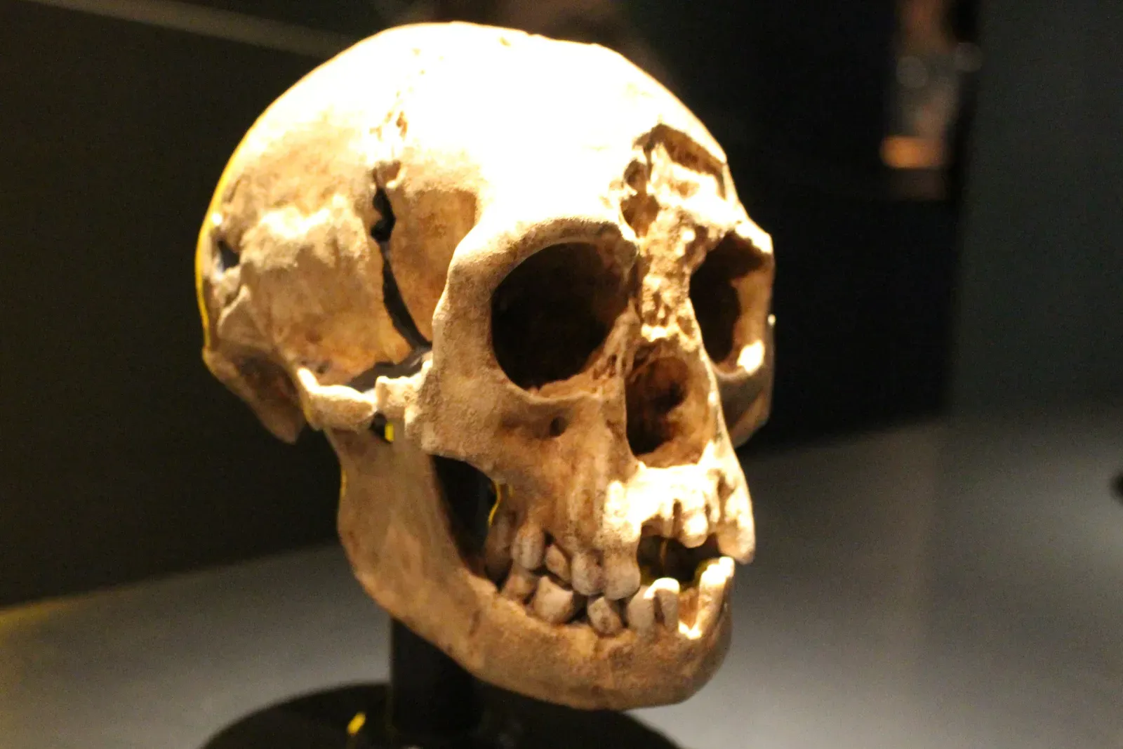 #2 - Homo floresiensis: Dismissed as a "Diseased Human" For Years (kindly granted by the author, CC BY-SA 4.0)