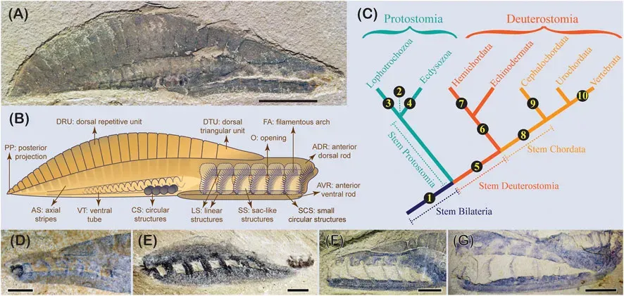 #9 - Yunnanozoon, the Fossil Fought Over by Three Different Phyla (The early animal radiation: insights from interpreting the Cambrian problematic fossils https://www.frontiersin.org/articles/10.3389/feart.2023.1120118/full, CC BY 4.0)