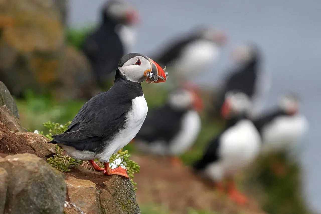 #7 - The Remote Island Bird Census That Stopped After a "Routine Check" (Image Credits: Pixabay)