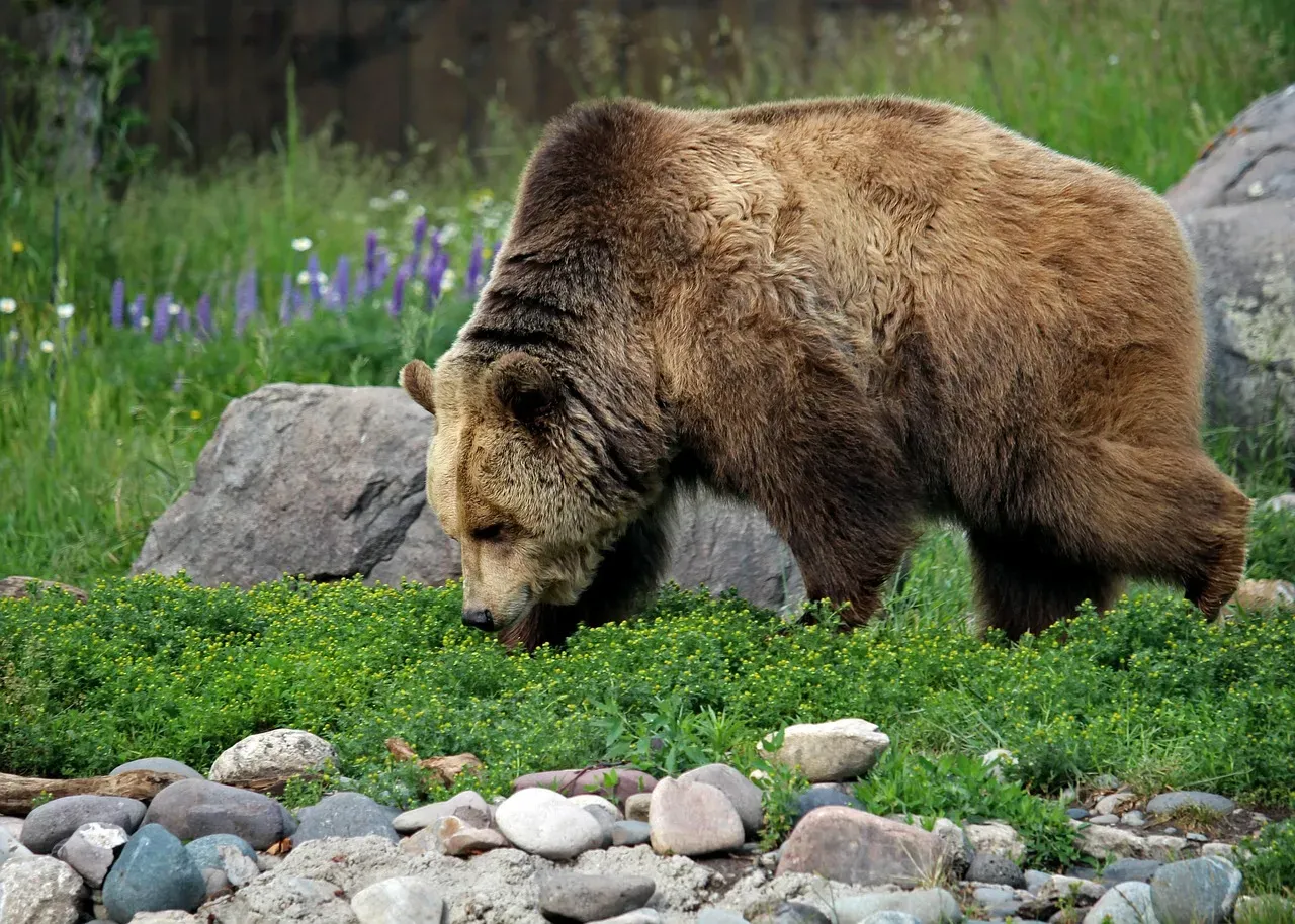 #12 - Grizzlies Are Secretly Mostly Vegetarian (Image Credits: Pixabay)