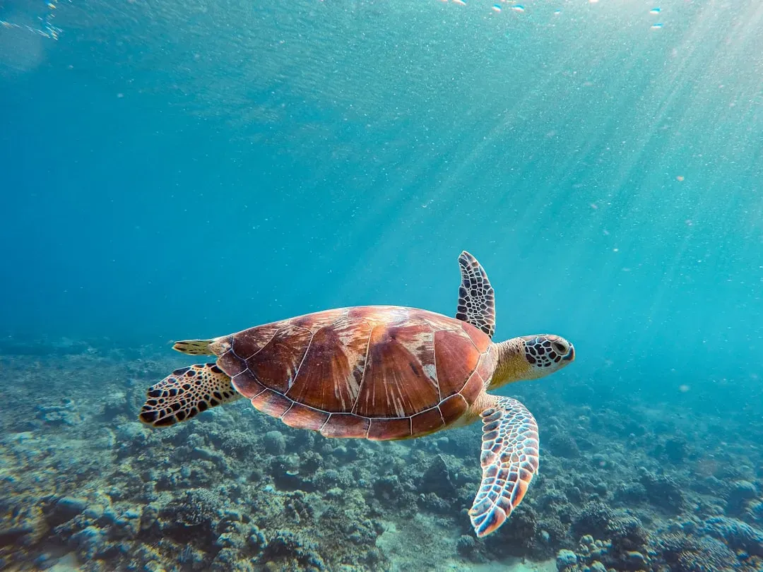 #12 - The Magnet Sense of Sea Turtles (Image Credits: Unsplash)