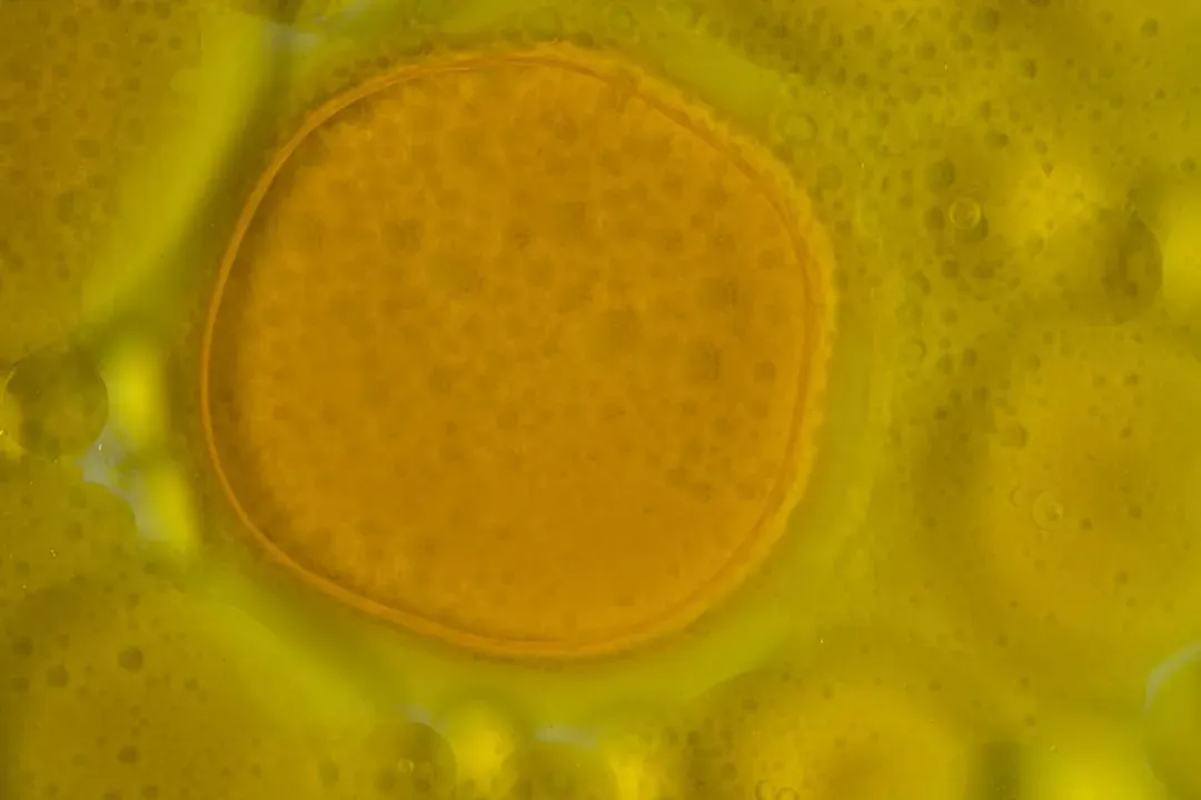 Protocells: The First Tiny Step Toward You (Image Credits: Unsplash)