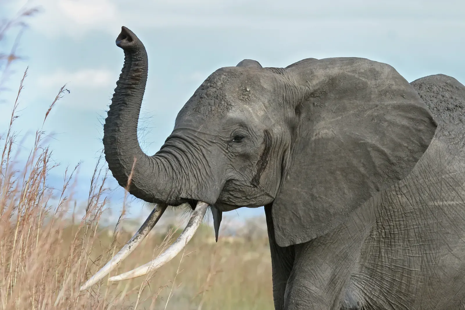 #11 - Some Elephants Can Imitate Sounds They Were Never Taught, Including Human Speech (By Muhammad Mahdi Karim FacebookThe making of this document was supported by Wikimedia CH. (Submit your project!)
For all the files concerned, please see the category Supported by Wikimedia CH.العربية ∙ বাংলা ∙ čeština ∙ Deutsch ∙ English ∙ Esperanto ∙ español ∙ français ∙ galego ∙ हिन्दी ∙ magyar ∙ italiano ∙ 日本語 ∙ македонски ∙ Nederlands ∙ português do Brasil ∙ rumantsch ∙ русский ∙ sicilianu ∙ slovenščina ∙ தமிழ் ∙ українська ∙ 中文 ∙ +/−, GFDL 1.2)