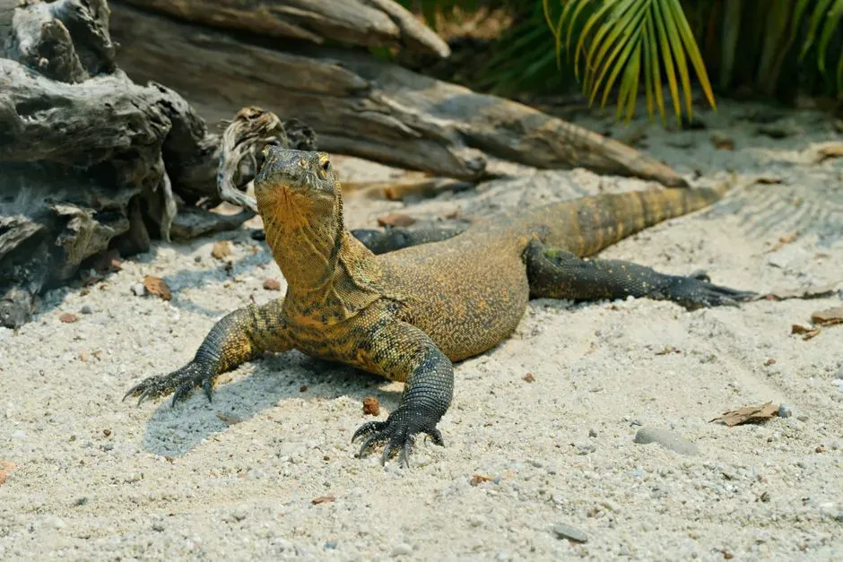 #3 - Baby Dragons Survive by Literally Running From Their Own Parents (Image Credits: Pexels)
