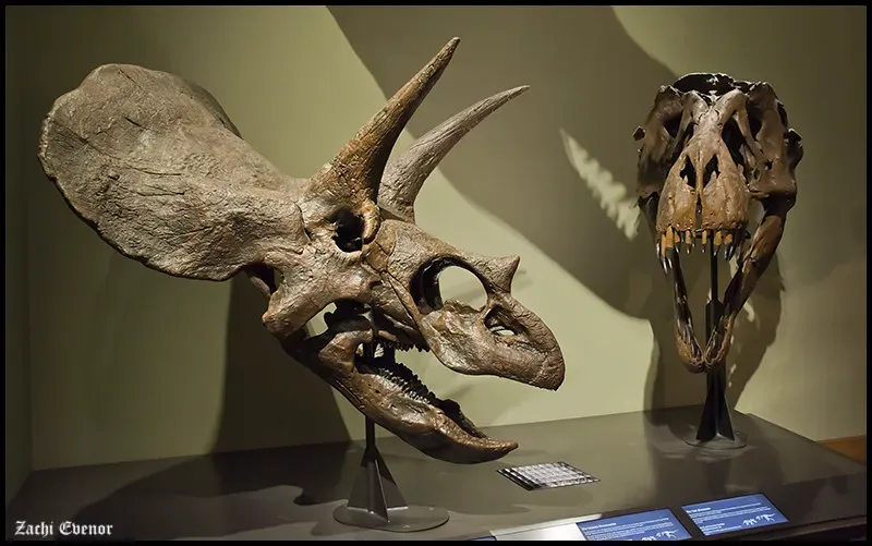 Skull Design: Horned Fortress vs Bite Machine (Zachi Evenor, Flickr, CC BY 2.0)