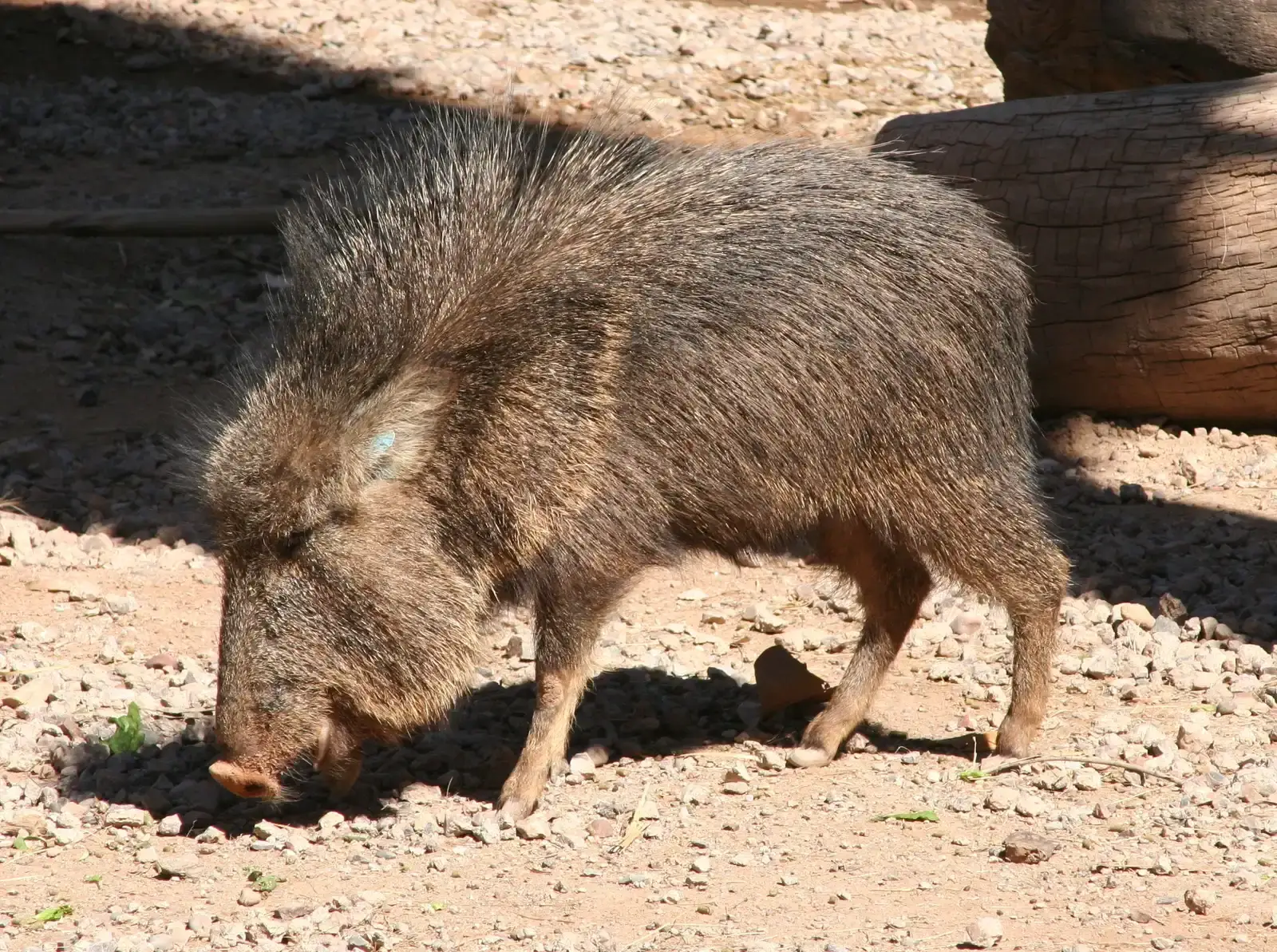 #2 - Chacoan Peccary: "Ice Age Fossil" Turned Living Survivor (By Dave Pape, Public domain)