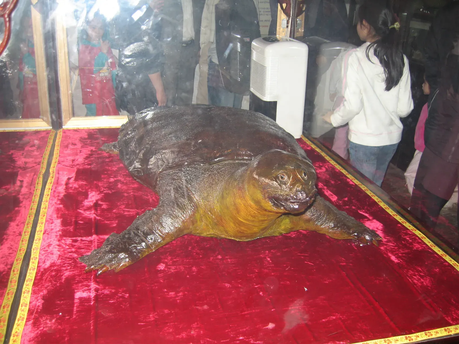 #11 - The Yangtze Giant Softshell Turtle (Transferred from vi.wikipedia to Commons by Phó Nháy using CommonsHelper., Public domain)