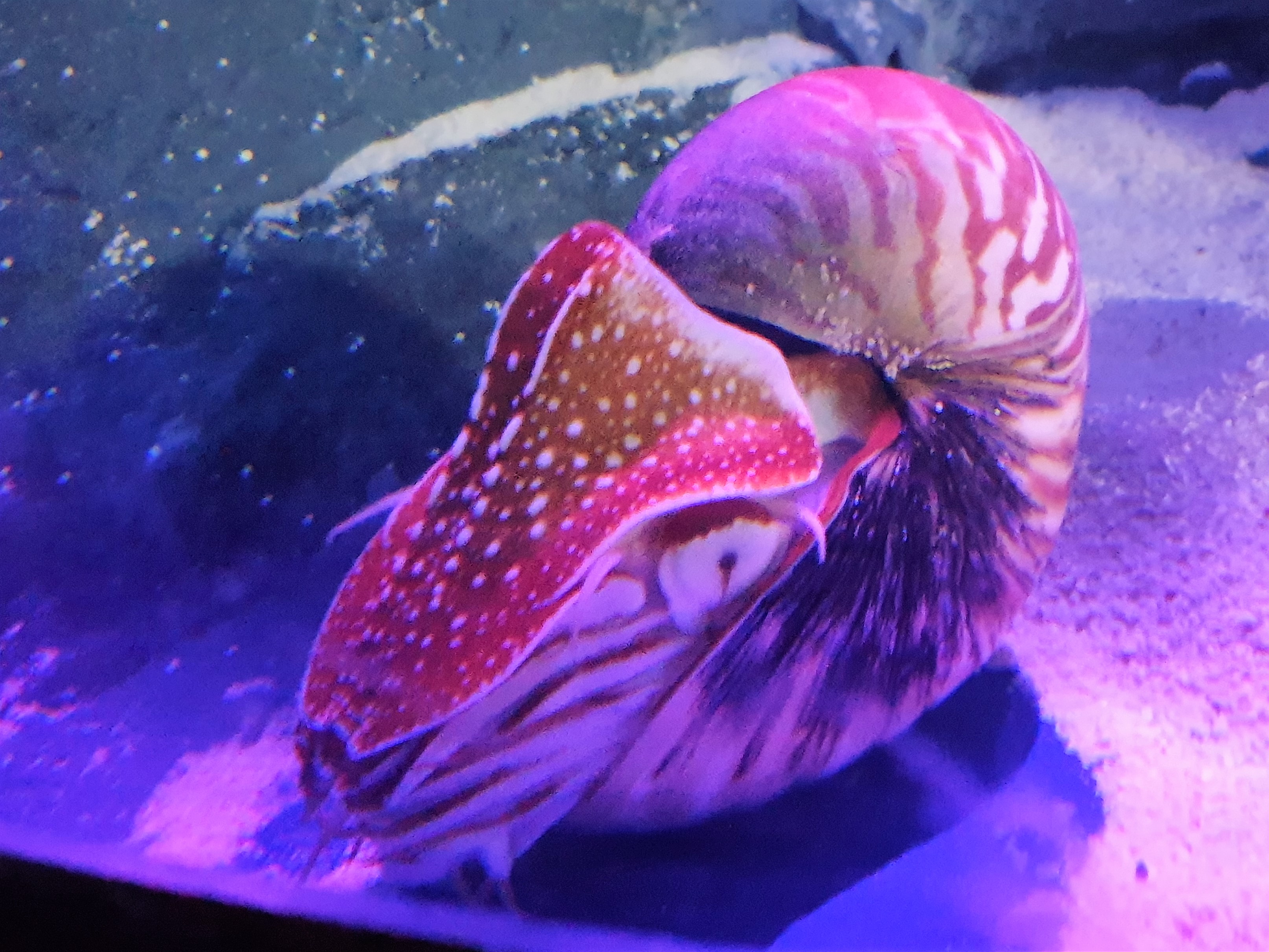 The Nautilus: Spiral-Shelled Time Traveler (Image Credits: Wikimedia)