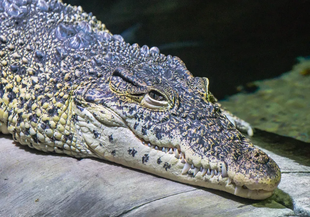 1. The Crocodile: An Armored Ambush Machine Frozen in Time (Iain A Wanless, Flickr, CC BY 2.0)