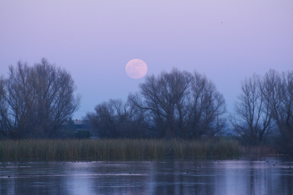 Pisces: Swimming in Celestial Waters (Image Credits: Flickr)