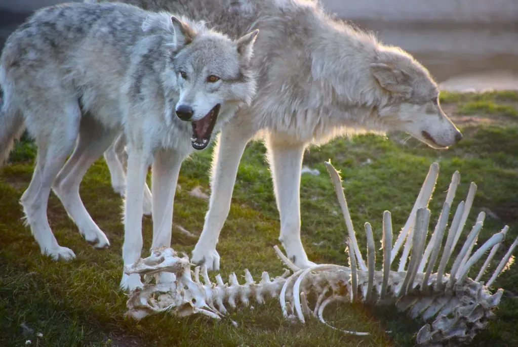 #12 - Wolves Waste Most of What They Kill (jurvetson, Flickr, CC BY 2.0)