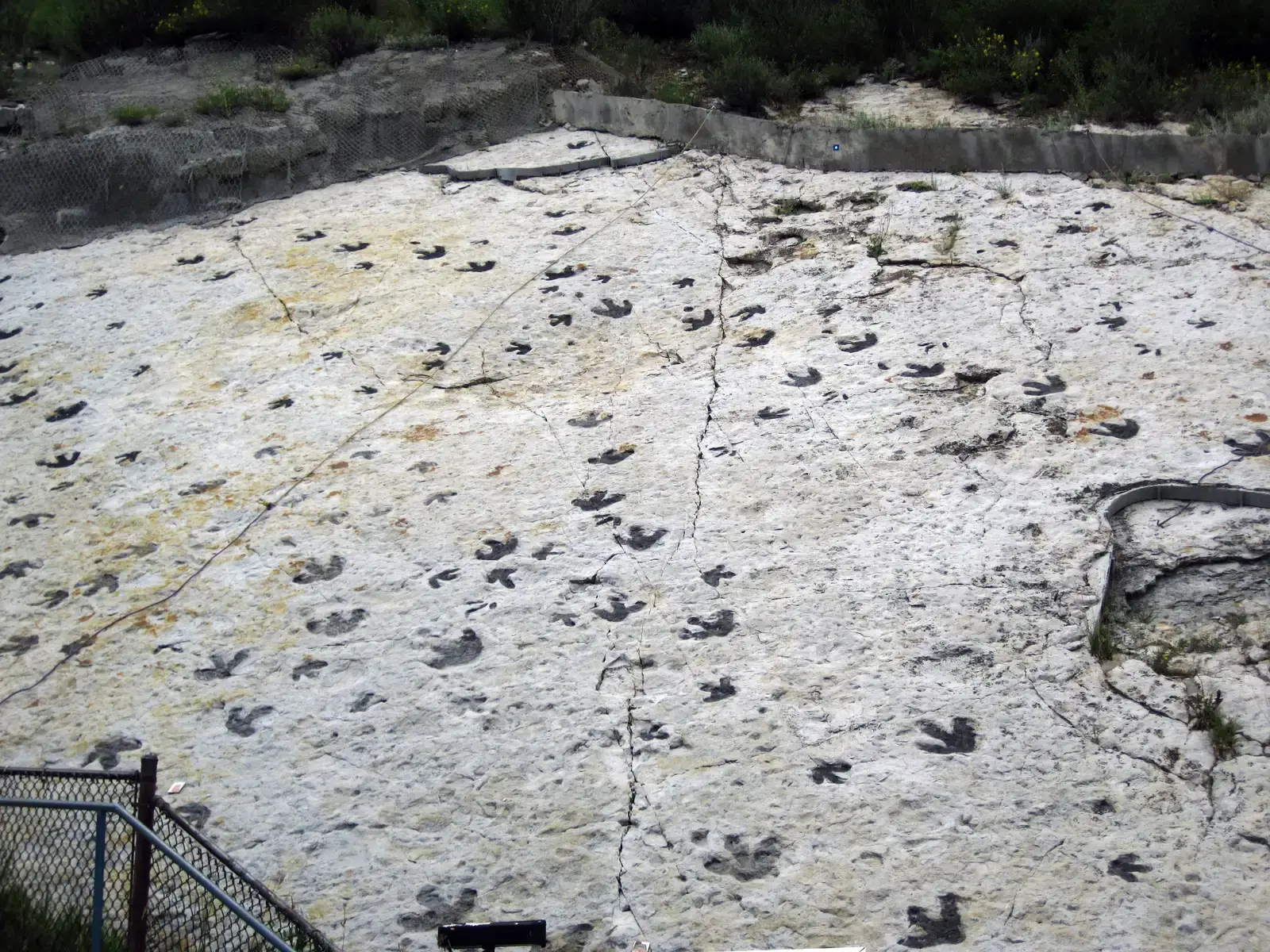 Dinosaur Ridge, Colorado: A Fossil Highway on the Hogback (Dinosaur footprints (Dakota Sandstone, Lower Cretaceous; Dinosaur Ridge, Colorado, USA) 11, CC BY 2.0)