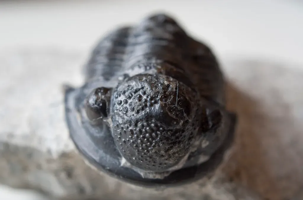 3. The First Eye: When Life Learned to See (Lukas Large, Flickr, CC BY-SA 2.0)