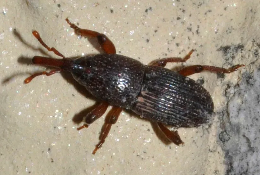 Grain Weevils and Storage Pests: The Invisible Food Destroyers (Image Credits: Wikimedia)