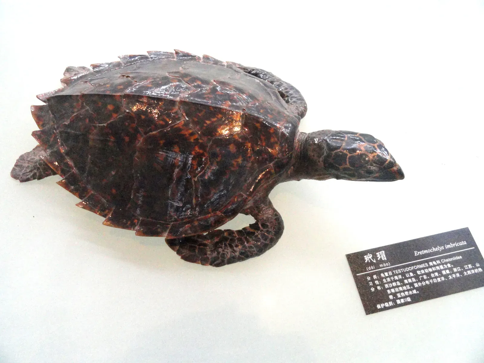 #5 - Ecuador's 58-Year Type Specimen Backlog (Self-photographed, Public domain)