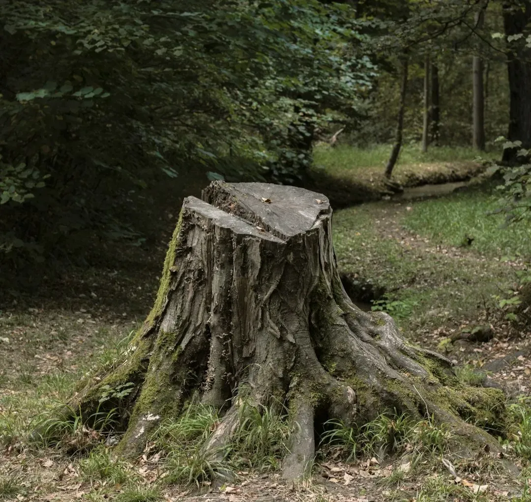 #6 - Stumps Have Trapped Evidence of Solar Storms So Powerful They'd Fry Modern Power Grids (Image Credits: Unsplash)
