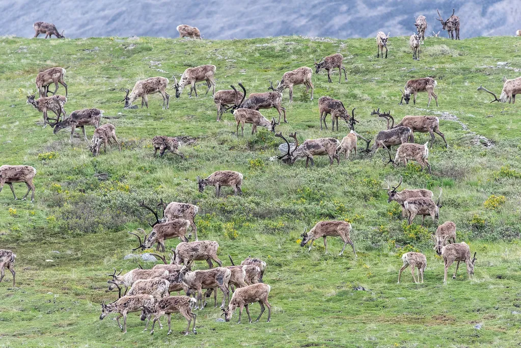 Caribou Migrations Across Arctic Tundra (Image Credits: Flickr)
