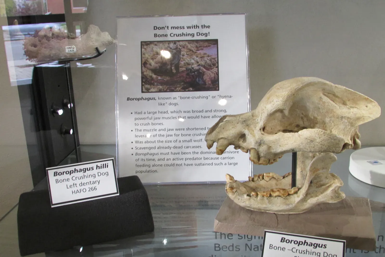 #3 - The Bone-Crushing Dogs That Died Before Humans Even Showed Up (By Chris Light, CC BY-SA 4.0)