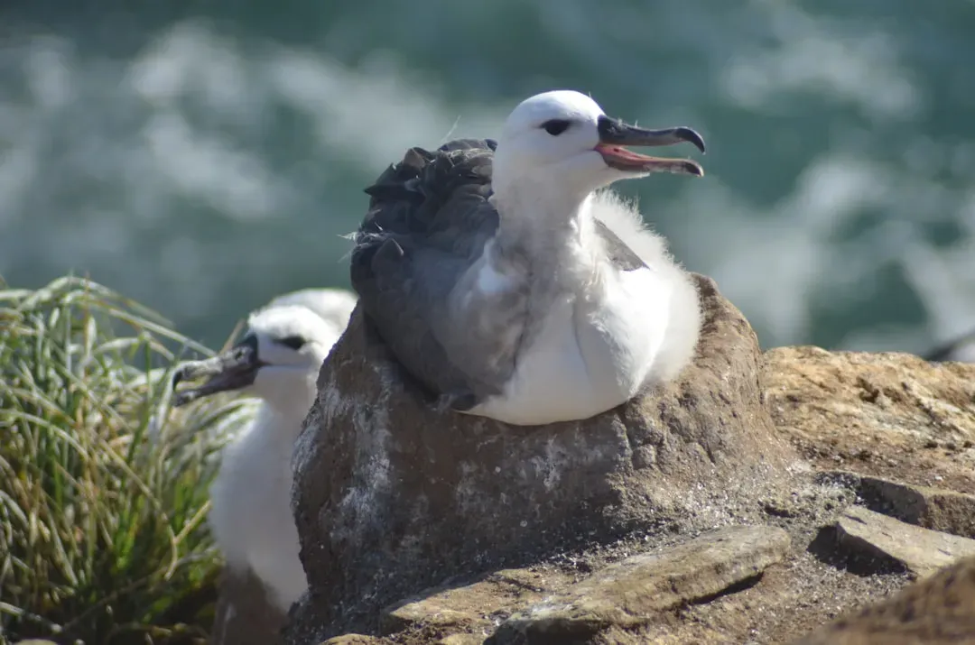 Cancer – The Albatross (Image Credits: Unsplash)