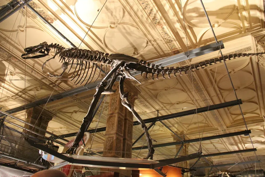 Bone Deep: Skeletal Transformations That Made Flight Possible (Image Credits: Flickr)