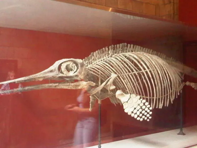 The Eyes That Hunted in Darkness: Ophthalmosaurus and Deep-Diving Strategy (kindly granted by the author, CC BY-SA 4.0)