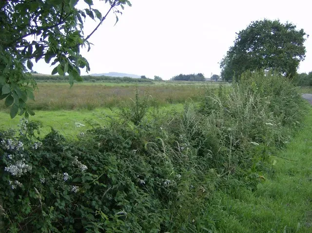 #11 - A Living Census of Britain's Most Endangered Species (From geograph.org.uk, CC BY-SA 2.0)