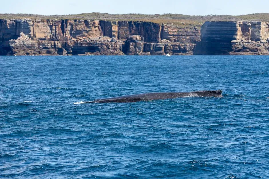 #14 - The Whale Named From Corpses Before Anyone Saw It Alive (Image Credits: Pexels)