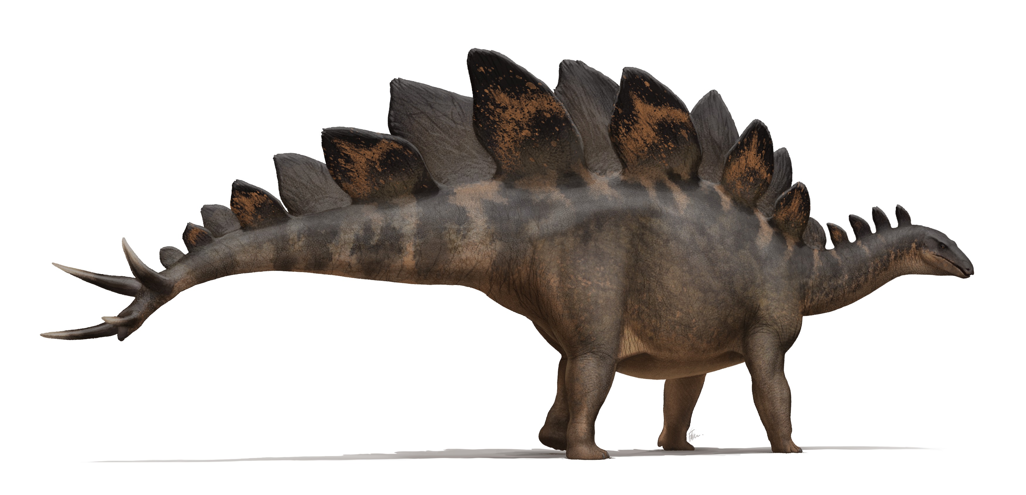 Virgo: The Methodical Stegosaurus (Image Credits: Wikimedia)