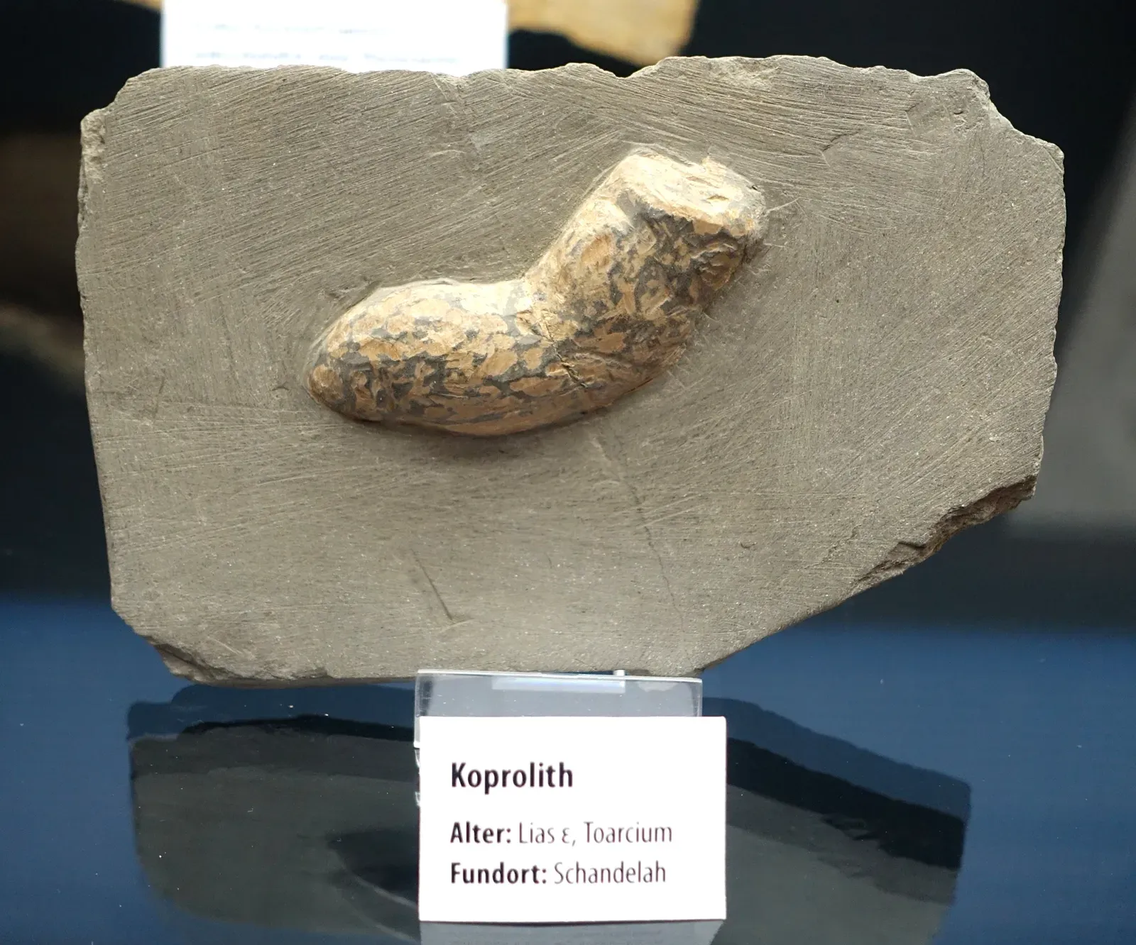 Rebuilding Ancient Menus: What Poop Reveals That Bones And Pots Cannot (By Daderot, CC0)