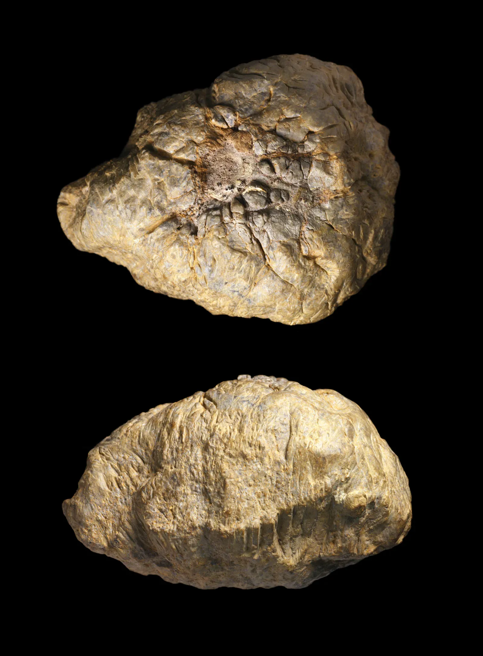 Texacephale: The Head-Butting Texan (Image Credits: Wikimedia)