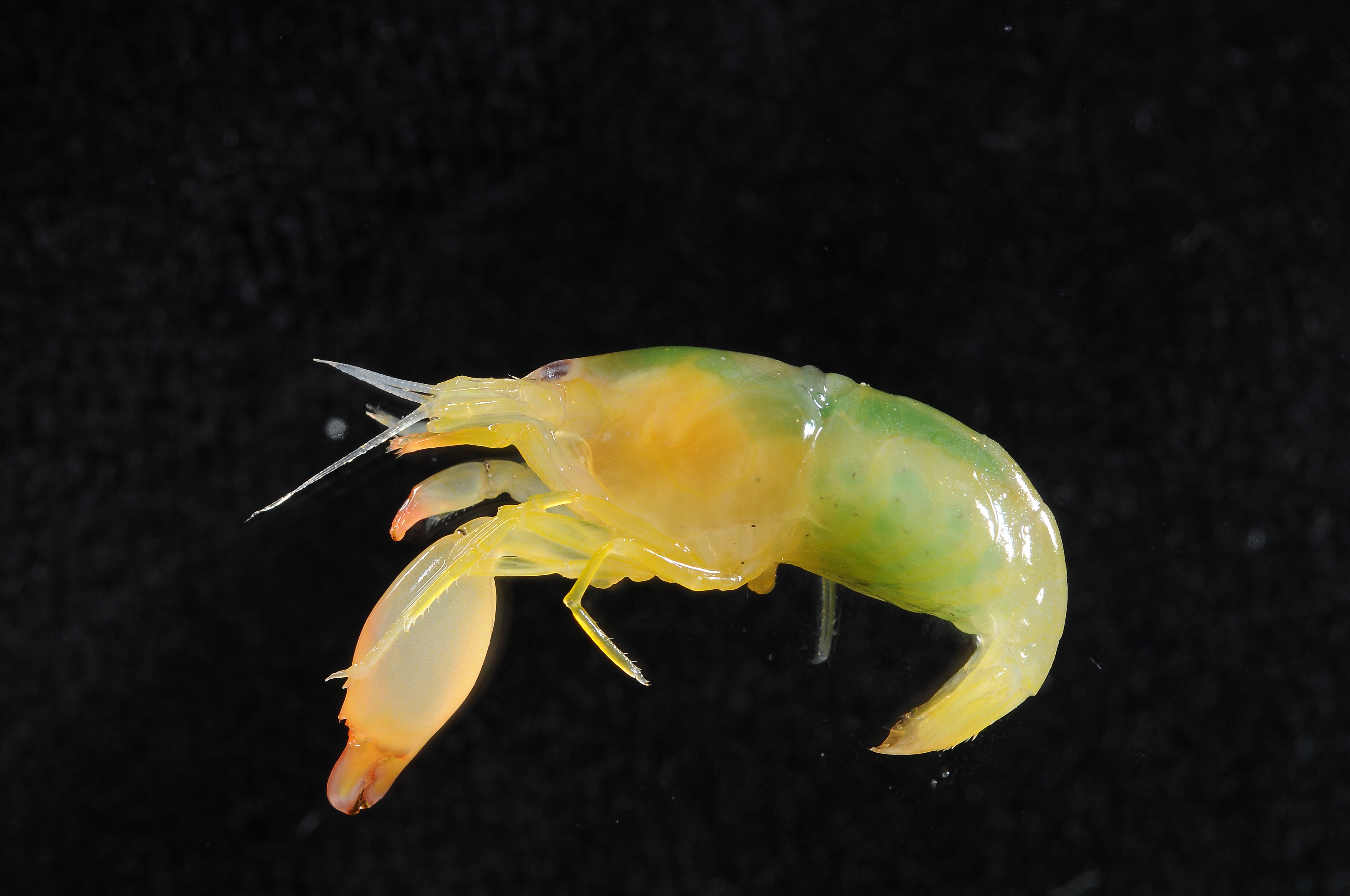 A Biological Vortex Cannon (Image Credits: Wikimedia)