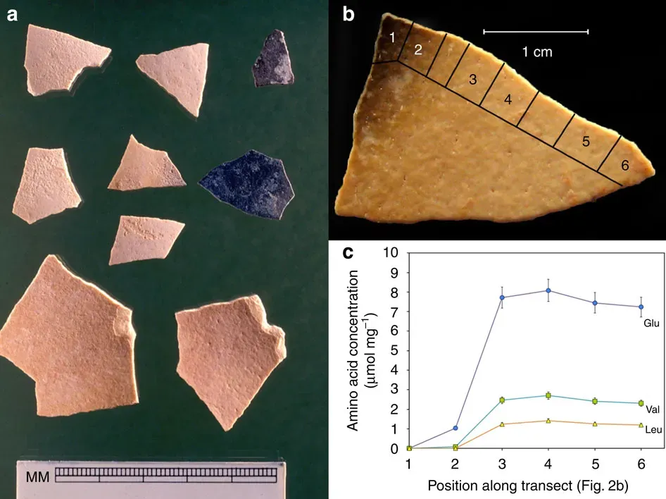 High-Precision Radiometric Dating from Fossils Themselves (Image Credits: Wikimedia)