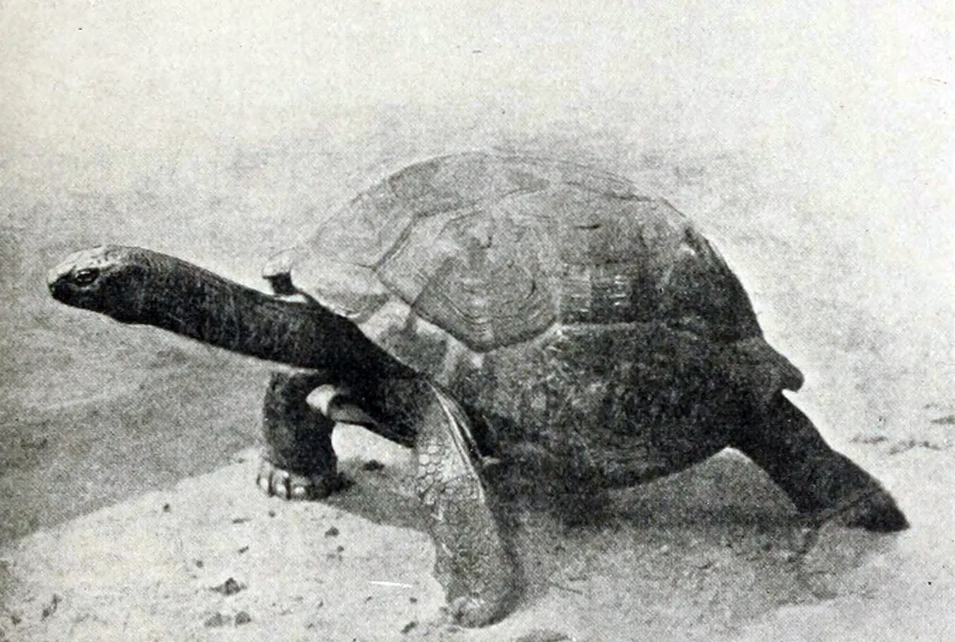 #1 - The Invention of Modern Photography (By Unknown, Public domain)