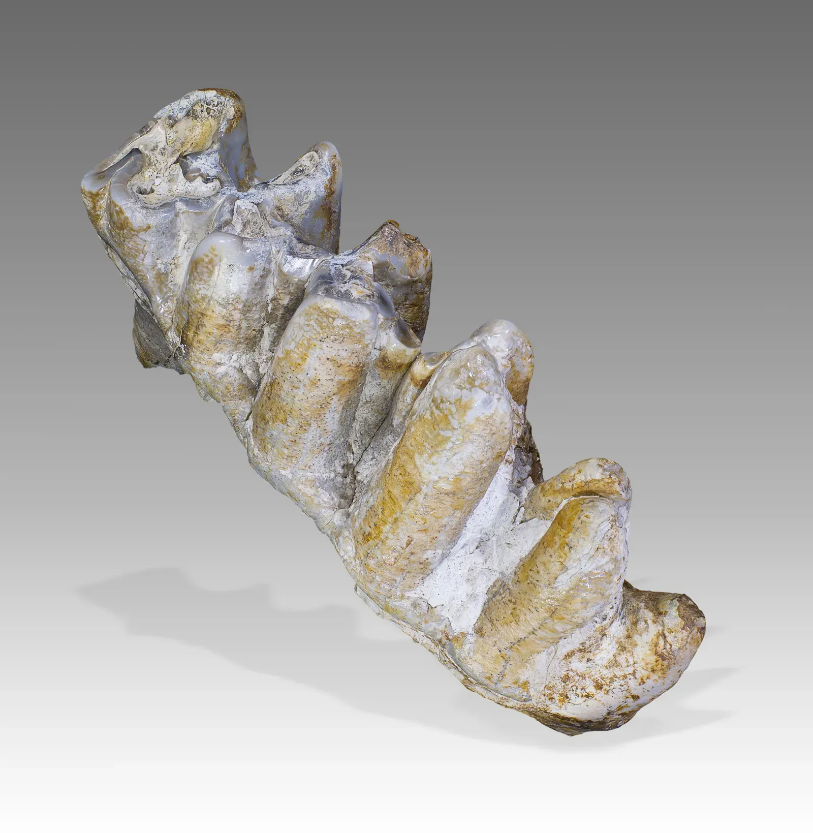 The Fossil Evidence: Tiny Teeth, Big Implications (By Didier Descouens, CC BY-SA 4.0)