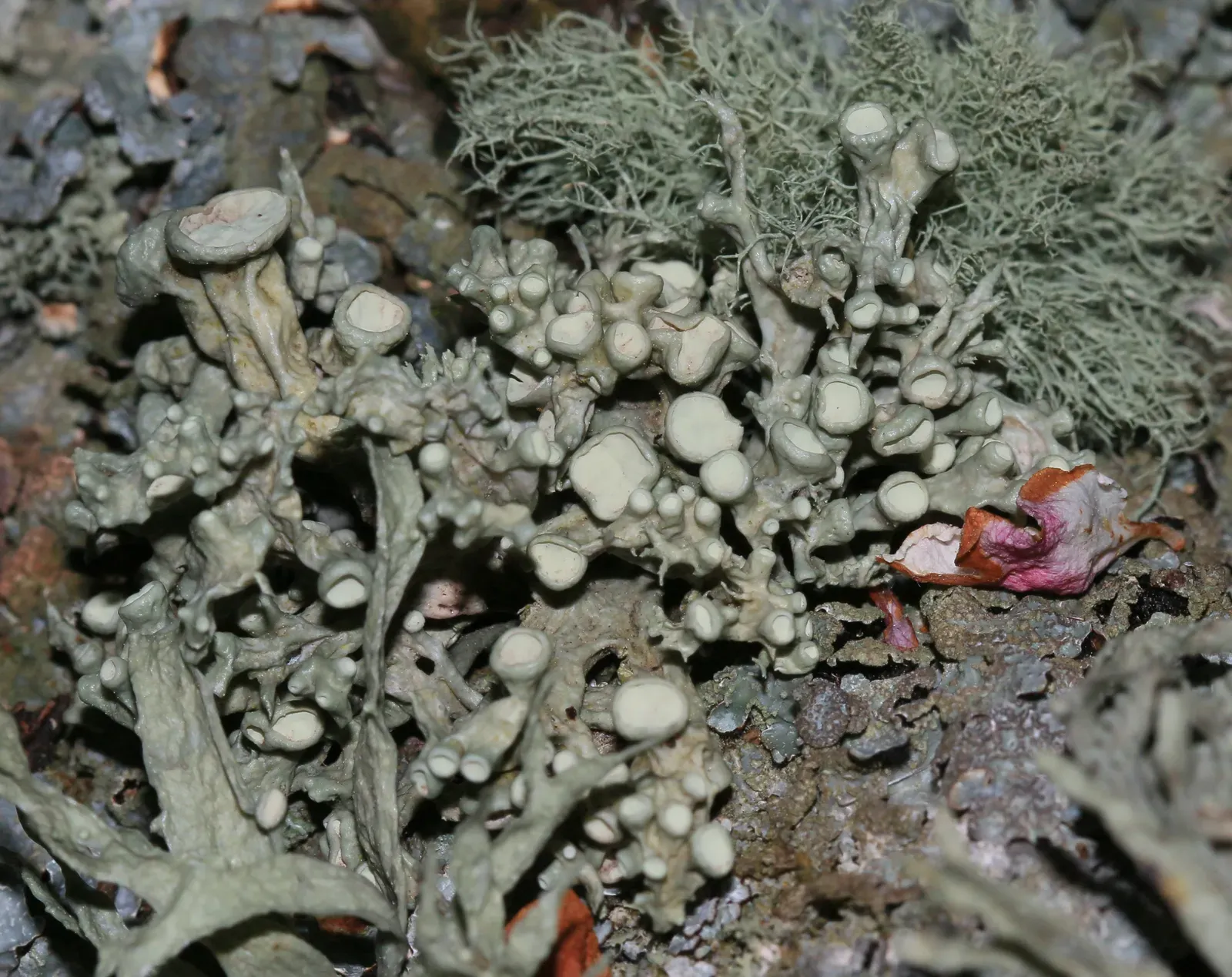 #4: Fungi and Hidden Mycelium – The Underground of the Bark World (Lichens on fruit tree bark, CC BY 2.0)