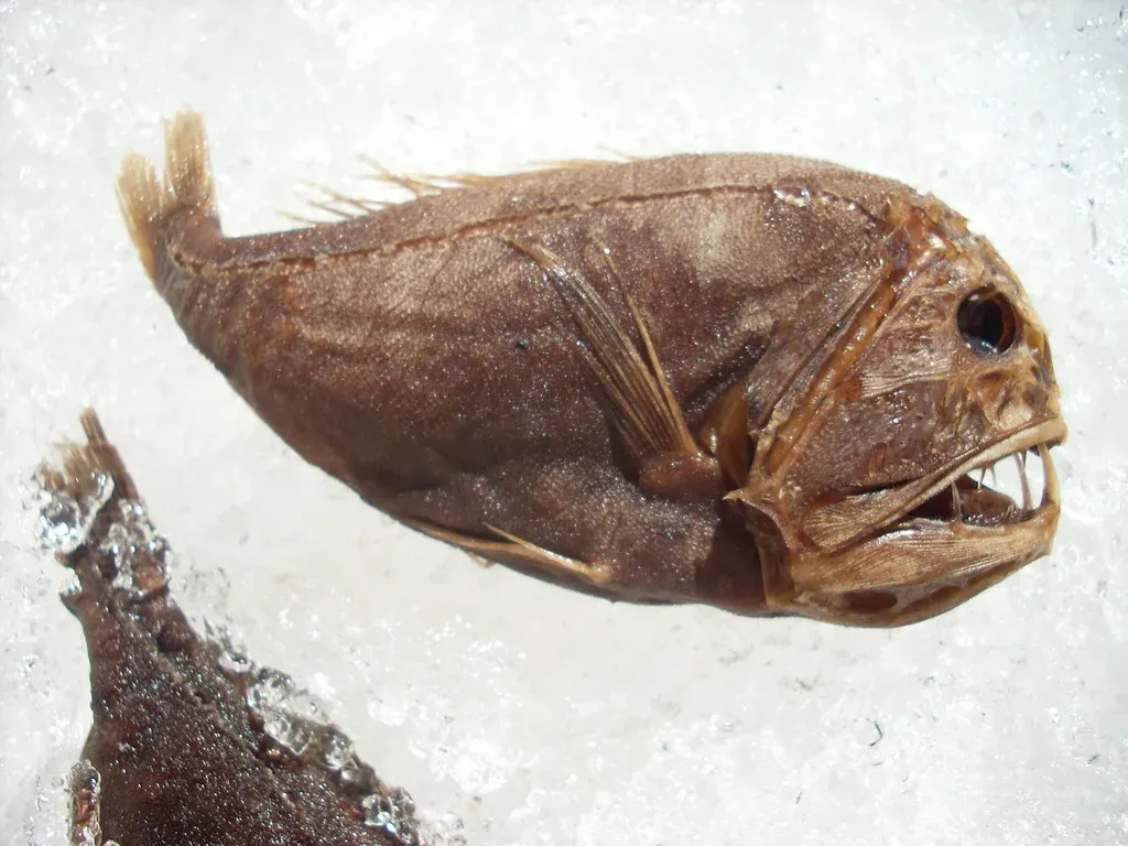 #10 - The Fangtooth Fish With Teeth It Can't Even Close Its Mouth Around (briansuda, Flickr, CC BY-SA 2.0)