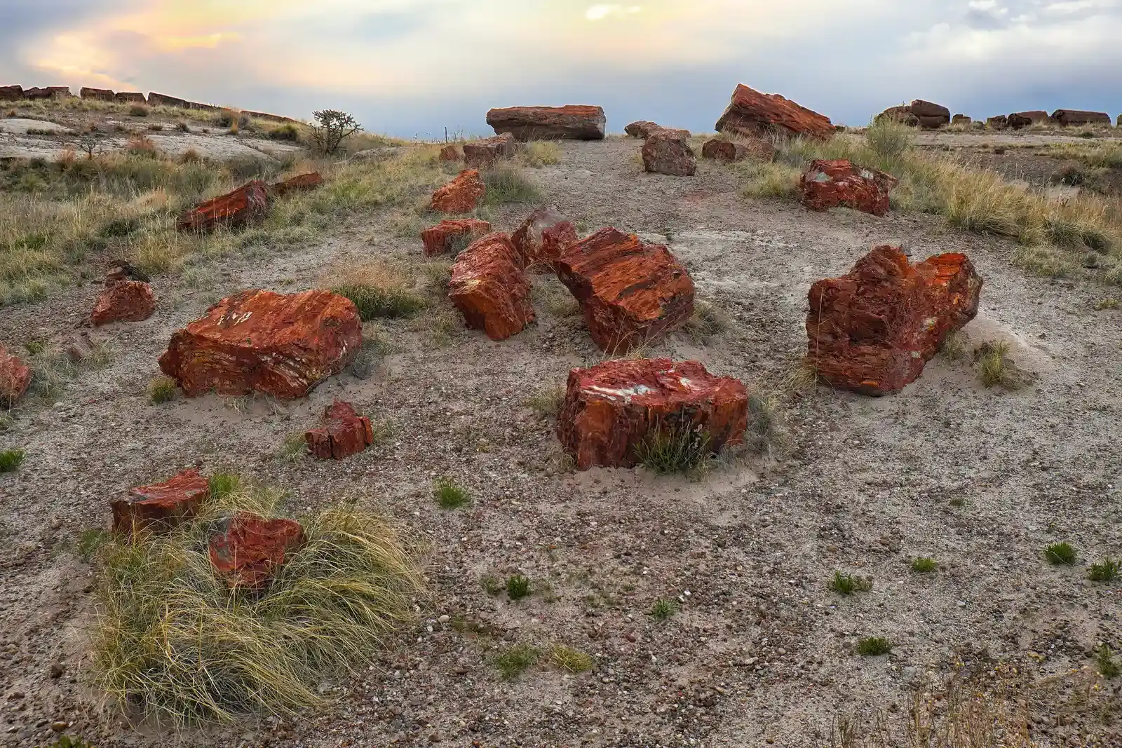 The Ancient Trees Themselves: Giants of a Lost World (Petrified Trees, Gravel, Scrub and Approaching Evening, CC BY 2.0)