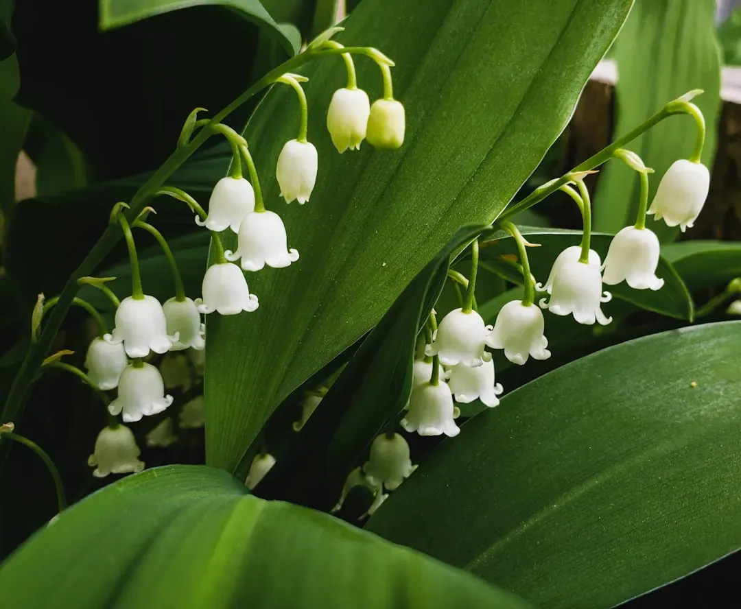 May: The Sweet Lily of the Valley (Image Credits: Unsplash)